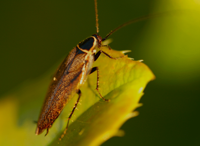 Por que nem todos sentem o cheiro de barata?
