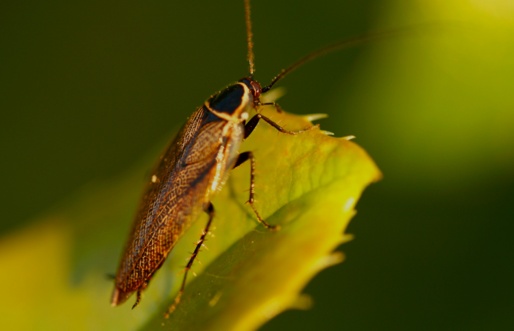 Por que nem todos sentem o cheiro de barata?